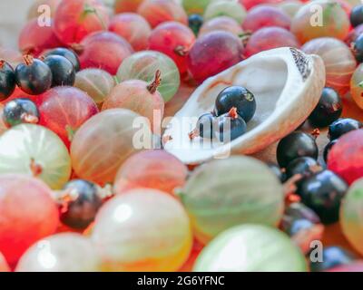 Frische und saftige Stachelbeeren und Johannisbeeren sind auf dem nassen Tisch und in einer Schale verstreut. Saisonales gesundes Lebensmittelkonzept. Stockfoto