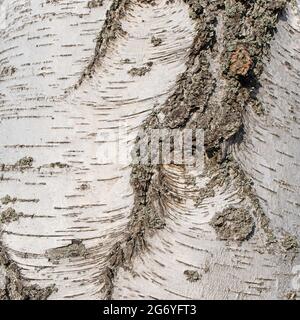 Rinde der Birke, betula, in einer Nahaufnahme Stockfoto