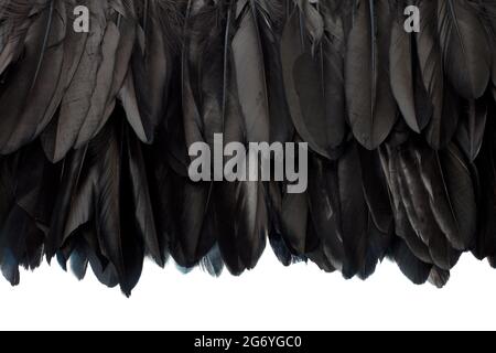 Schwarze Federn umrandung Textur Hintergrund auf weißem, Beschneidungspfad Stockfoto