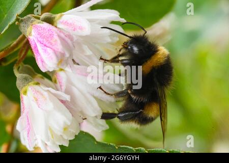 Uploders, Dorset, Großbritannien. Juli 2021. Wetter in Großbritannien. Eine Weißschwanzbumblebee sammelt an einem warmen, bewölkten Nachmittag bei Uploders in Dorset Nektar aus einer Blume. Bildnachweis: Graham Hunt/Alamy Live News Stockfoto