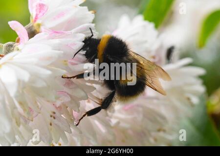 Uploders, Dorset, Großbritannien. Juli 2021. Wetter in Großbritannien. Eine Weißschwanzbumblebee sammelt an einem warmen, bewölkten Nachmittag bei Uploders in Dorset Nektar aus einer Blume. Bildnachweis: Graham Hunt/Alamy Live News Stockfoto