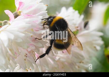 Uploders, Dorset, Großbritannien. Juli 2021. Wetter in Großbritannien. Eine Weißschwanzbumblebee sammelt an einem warmen, bewölkten Nachmittag bei Uploders in Dorset Nektar aus einer Blume. Bildnachweis: Graham Hunt/Alamy Live News Stockfoto