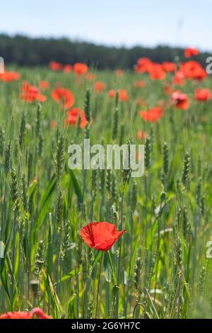 Blumen Rote Mohnblumen blühen auf einem Gerstenfeld. Stockfoto