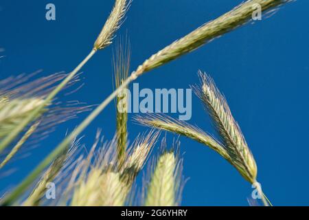 Nahaufnahmen von unreifen grünen Gerstengetreide im Sommer Stockfoto