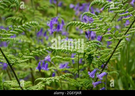 Ein wunderschön zartes Set von Bluebells, durchsetzt von Farnen, die ihren kurzen Aufenthalt in einem alten englischen Wald genießen Stockfoto