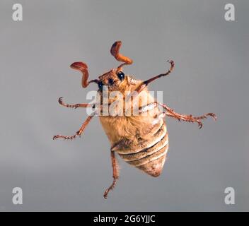 Detail eines männlichen zehnsäumten June Beetle, Polyphylla decemlineata, ein Skarabäus, der in den westlichen Staaten gefunden wurde. Dieses war im Pazifik Nor Stockfoto