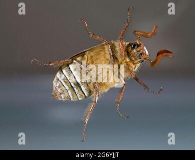 Detail der Unterseite eines zehnsäurigen Junikäfer (Polyphylla decemlineata), auch bekannt als Wassermelonenkäfer. Es ist ein Skarabäus, den man durchgefunden hat Stockfoto