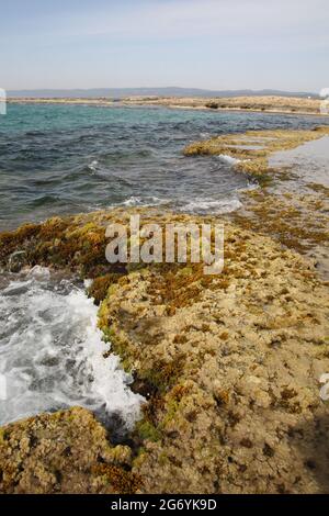 Sandsteinfelsen am Ufer der Carmel-Küste, Mittelmeer bei Ebbe, die grünen Algen sind Codium adhaerens, die roten sind Galaxaura Rugosa. Stockfoto