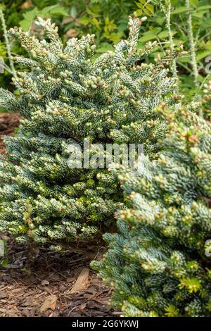 Faszinierende Abies koreana 'Kohout's Ice Breaker', koreanische Tanne 'Kohout's Ice Breaker', Naturpflanzenportrait Stockfoto