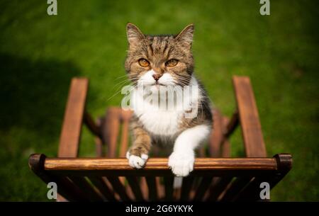 Neugierige gestromte weiße Katze im Freien im grünen Hinterhof, die auf einem hölzernen Gartenstuhl aufsteht Stockfoto