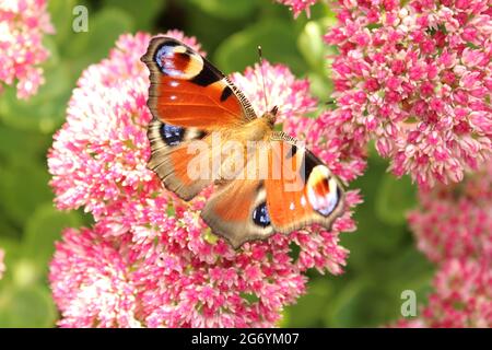 Tagpfauenauge auf einer Blume Stockfoto