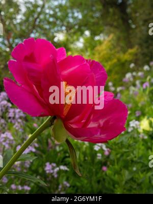 Paeonia „Scarlet O’Hara“, Pfingstrose „Scarlet O’Hara“ blühen in Nahaufnahme Stockfoto