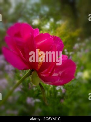 Paeonia „Scarlet O’Hara“, Pfingstrose „Scarlet O’Hara“ blühen in Nahaufnahme Stockfoto