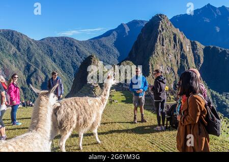 MACHU PICCHU, PERU - 18. MAI 2015: Touristen beobachten Lamas in den Ruinen von Machu Picchu, Peru. Stockfoto