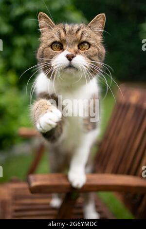 Neugierige gestromte weiße Katze im Freien im grünen Hinterhof, die auf einem hölzernen Gartenstuhl aufsteht und dabei versucht, die Kamera zu erreichen Stockfoto