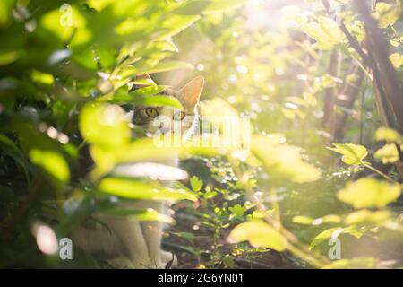 Schüchterne, weiß gestromte Hauskatze, die zwischen Büschen im Sonnenlicht sitzt und die Kamera anschaut Stockfoto