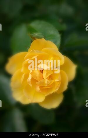 Lovely Rosa Poetry in Motion (Harelan), Rose Poetry in Motion, Single Bloom close-up Flower Portrait Stockfoto