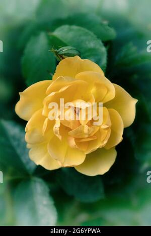 Lovely Rosa Poetry in Motion (Harelan), Rose Poetry in Motion, Single Bloom close-up Flower Portrait Stockfoto