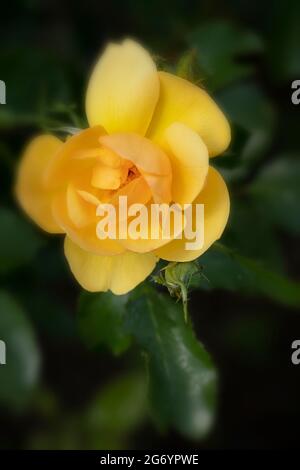 Lovely Rosa Poetry in Motion (Harelan), Rose Poetry in Motion, Single Bloom close-up Flower Portrait Stockfoto