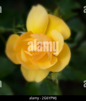 Lovely Rosa Poetry in Motion (Harelan), Rose Poetry in Motion, Single Bloom close-up Flower Portrait Stockfoto