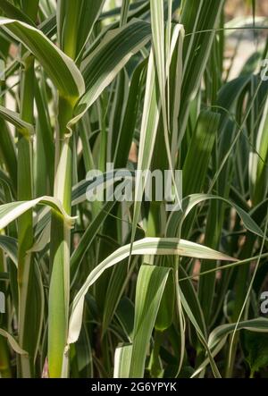 Interessanter Arundo Donax 'Peppermint Stick in Nahaufnahme, natürliches Pflanzenportrait Stockfoto