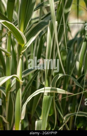 Interessanter Arundo Donax 'Peppermint Stick in Nahaufnahme, natürliches Pflanzenportrait Stockfoto