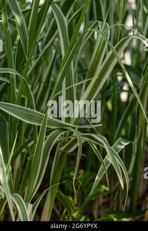 Interessanter Arundo Donax 'Peppermint Stick in Nahaufnahme, natürliches Pflanzenportrait Stockfoto