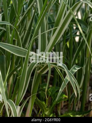 Interessanter Arundo Donax 'Peppermint Stick in Nahaufnahme, natürliches Pflanzenportrait Stockfoto