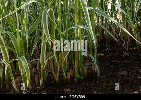 Interessanter Arundo Donax 'Peppermint Stick in Nahaufnahme, natürliches Pflanzenportrait Stockfoto