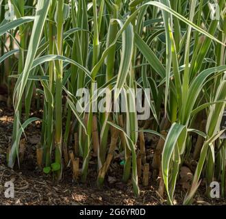 Interessanter Arundo Donax 'Peppermint Stick in Nahaufnahme, natürliches Pflanzenportrait Stockfoto