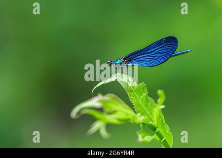 Nahaufnahme der schönen männlichen demoiselle (Calopteryx virgo), die auf einem grünen Grasstrand thront. Isoliert auf grünem Hintergrund. Stockfoto