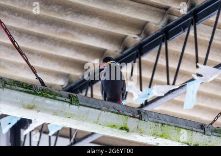 Schwarze Möwe, die auf einem Holzbalken steht. Stockfoto