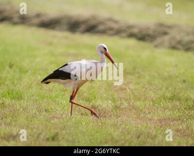 Ein Storch mit einem Ring am Bein geht durch eine frisch gemähtes Wiese Stockfoto