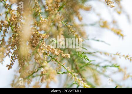 Tamarix-Zweige blühen im Frühsommer oder späten Frühling. Warme Jahreszeit Stockfoto