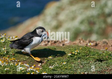 Atlantischer Papageitaucher (Fraterkula arctica) mit kleinen Fischen im Schnabel, um sein Küken auf den Klippen der Skomer-Insel vor der Küste von Pembrokeshire zu füttern Stockfoto