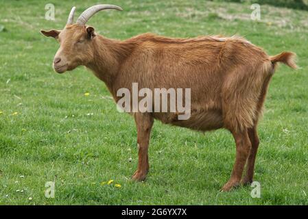 Goldene Guernsey Ziege auf einer Wiese Stockfoto