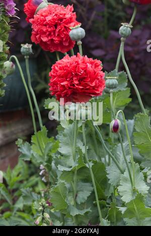 Opiummohn, Papaver somniferum, doppelt rot Stockfoto