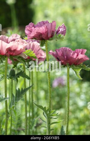 Pflaume des orientalischen Mohnes Patty Stockfoto