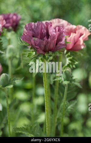 Pflaume des orientalischen Mohnes Patty Stockfoto