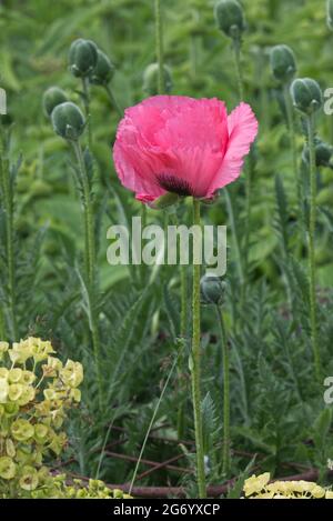 orientalischer Mohn, Himbeer-Königin Stockfoto