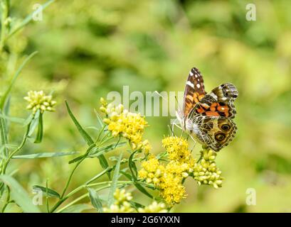American Lady Butterfly (Vanessa virginiensis) füttert kleine gelbe Blüten. Speicherplatz kopieren. Nahaufnahme. Stockfoto