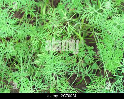 Frischer grüner Dill, Nahaufnahme, Hintergrund, Draufsicht Stockfoto