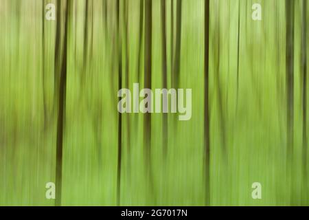 Abstrakte Darstellung von Wald und Bäumen in grün und braun. Stockfoto
