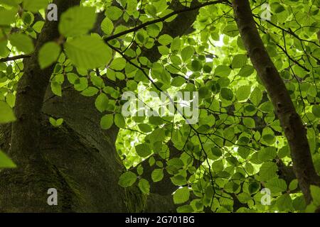 Die Sonne scheint durch die grünen, saftigen Blätter einer Buche im Wald. Stockfoto