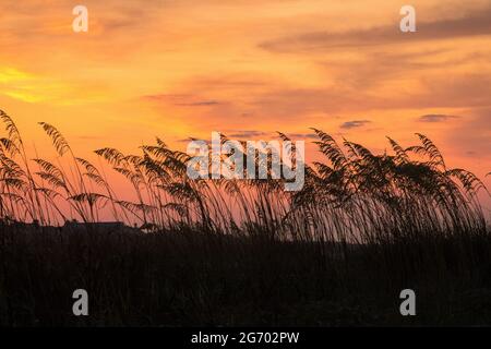 Sonnenaufgang über dem Meer Hafer auf den Sanddünen entlang des Strandes auf Isle of Palms, South Carolina. Stockfoto