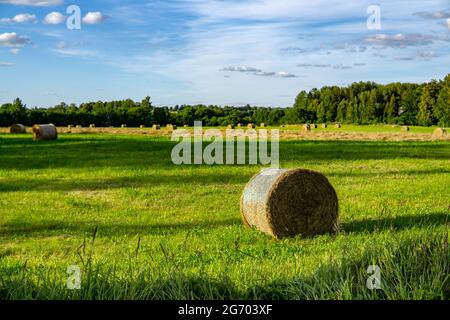 Trockene Heuhaufen auf einem grünen Feld unter der Sonne Stockfoto