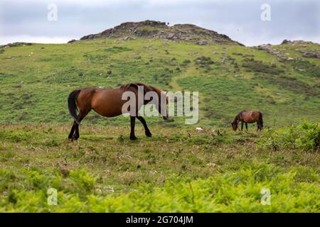 Die ikonischen Dartmoor Ponys, die in der rauen Landschaft des Dartmoor National Park, Devon, Großbritannien, zu sehen sind Stockfoto