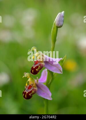 Schöne Bienenorchidee am Rande.Ophrys apifera. Stockfoto