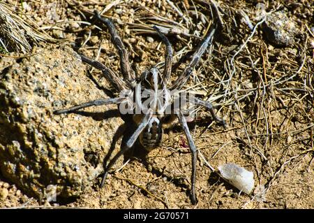 Eine bodenbewohnende australische Wolfsspinne (Lycosidae) in ihrem natürlichen Lebensraum: Die trockene, bergige Bogong-Ebene in den Australischen Alpen. Stockfoto