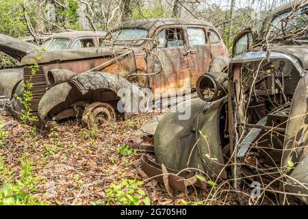 Ein paar Oldtimer der 40er Jahre wurden in den Wäldern verlassen, um zu verrotten und zu verwesen, wobei die Natur die Übernahme überließ und für Teile ausgezogen wurde Stockfoto